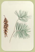 White Pine, Pinus strobus L.