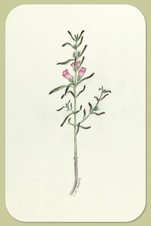 Nova Scotia False Foxglove, Agalinus neoscotica (Greene) Fern.