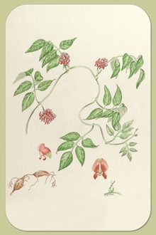 Groundnut, Apios americana Medik.