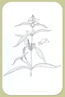 Turtlehead, Chelone glabra L.