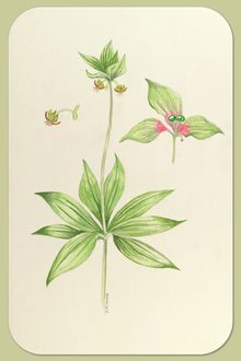 Indian Cucumber-root, Medeola virginiana L.