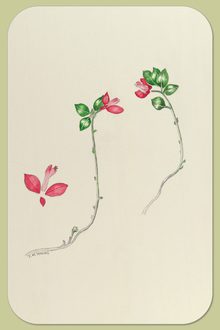 Fringed Polygala, Polygala paucifolia Wild.