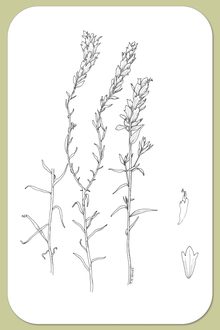 Northern Painted-cup, Castilleja septentrionalis Lindl.