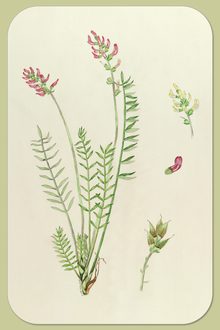 St. John River Oxytropis, Oxytropis campestris (L.) DC. var. johannensis Fern.