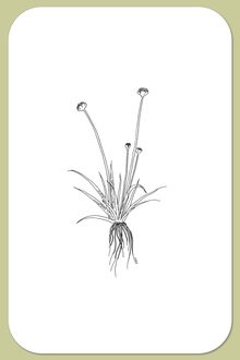Parker’s Pipewort, Eriocaulon parkeri B. L. Robins.