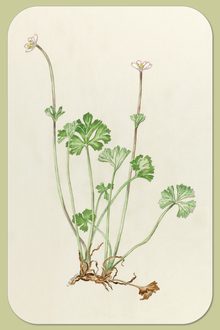 Small-flowered Anemone, Anemone parviflora Michx.