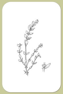 Sea-milkwort, Lysimachia maritima (L.) Galasso, Banfi & Soldano