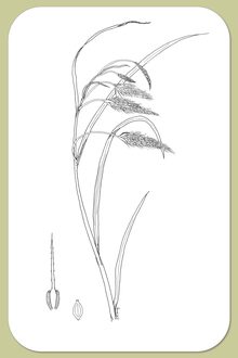 Chaffy Sedge, Carex paleacea Schreiber ex Wahl.