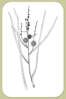 Broad-fruited Burreed, Sparganium eurycarpum Engelm.