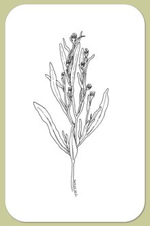 Saltmarsh Aster, Symphyotrichum subulatum (Michx.) G. L. Nesom var. subulatum