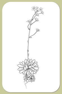 Livelong Saxifrage, Saxifraga paniculata P. Miller