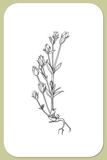 Marsh Felwort, Lomatogonium rotatum (L.) Fries