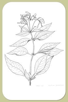 Himalayan Balsam, Impatiens glandulifera Royle