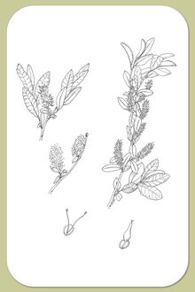 Myrtle-leaved Willow, Salix myrtillifolia Anderss.