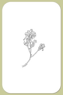 Alpine Bilberry, Vaccinium uliginosum L.