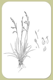 Hair-like Sedge, Carex capillaris L.