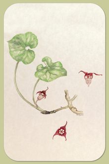 Wild Ginger, Asarum canadense L.