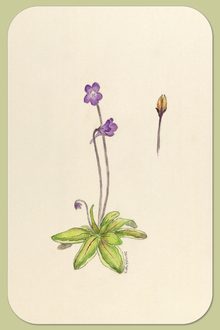 Butterwort, Pinguicula vulgaris L.