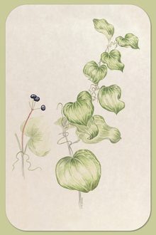 Carrion-flower, Smilax herbacea L.