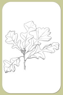 Bur Oak, Quercus macrocarpa Michx.