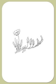 Mountain Avens, Dryas integrifolia Vahl.
