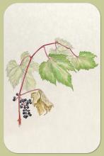 Riverine Grape, Vitis riparia Michx.