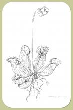Pitcher-plant, Sarracenia purpurea L.