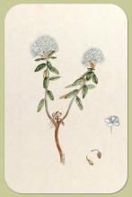 Labrador Tea, Rhododendron groenlandicum (Oeder) Kron and Judd
