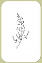 Glasswort, Samphire, Salicornia depressa Standl.