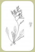 Sea-lavender, Limonium carolinianum (Walt.) Britt.