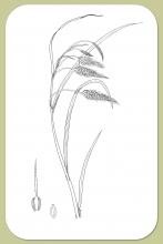 Chaffy Sedge, Carex paleacea Schreiber ex Wahl.