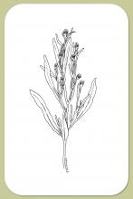 Saltmarsh Aster, Symphyotrichum subulatum (Michx.) G. L. Nesom var. subulatum