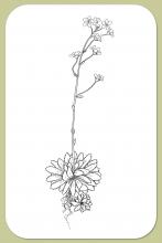 Livelong Saxifrage, Saxifraga paniculata P. Miller