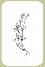 Marsh Felwort, Lomatogonium rotatum (L.) Fries
