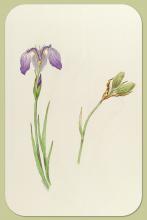Beachhead Iris, Iris setosa Pallax ex Link.
