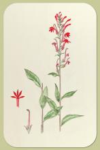 Cardinal-flower, Lobelia cardinalis L.