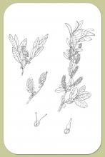 Myrtle-leaved Willow, Salix myrtillifolia Anderss.
