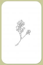 Alpine Bilberry, Vaccinium uliginosum L.