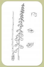 Pine-drops, Pterospora andromedea Nutt.